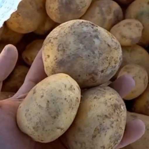 تولید و فروش سیب زمینی شرکت انبوه کشت اصفهان