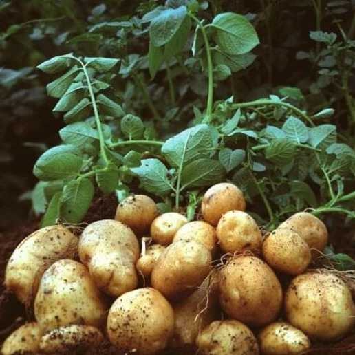 بذر سیب زمینی