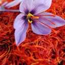 Banu store, production and sale of saffron in Torbat Heydarieh Khorasan Razavi