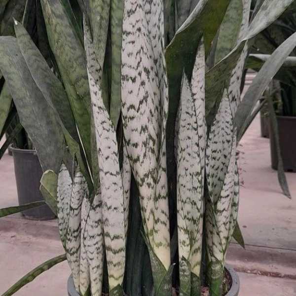 گلخانه سالی رز