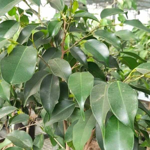 گلخانه سالی رز