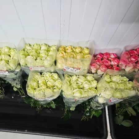 1723108362469.webp