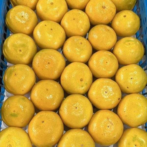 بی بی فروت