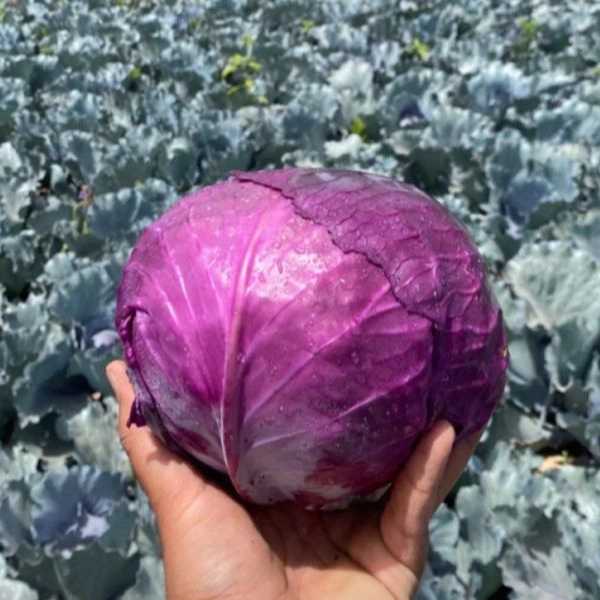 سورتینگ محصولات کشاورزی