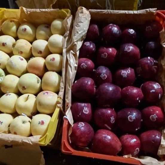 سردخانه و سورتینگ برادران صبحی