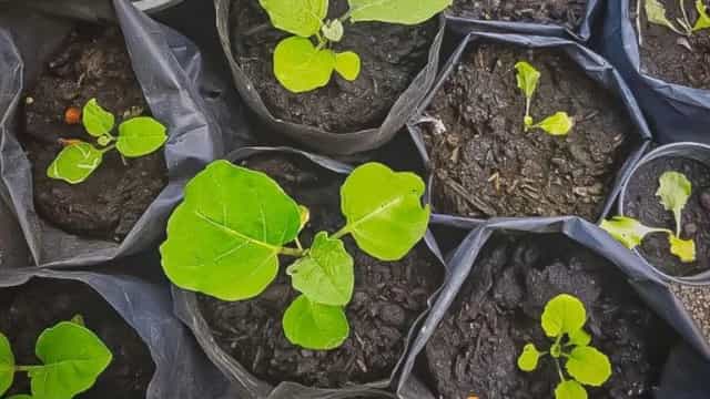The benefits of planting seedlings in a plastic bag