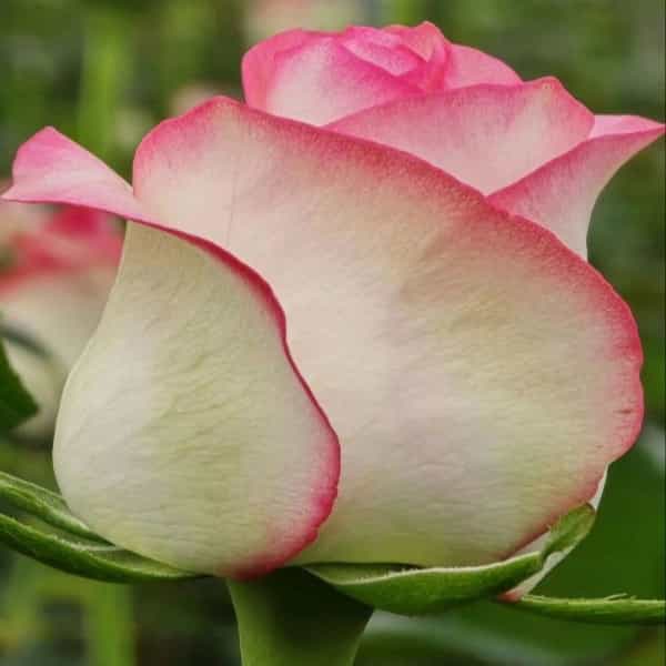 1724308446207.webp