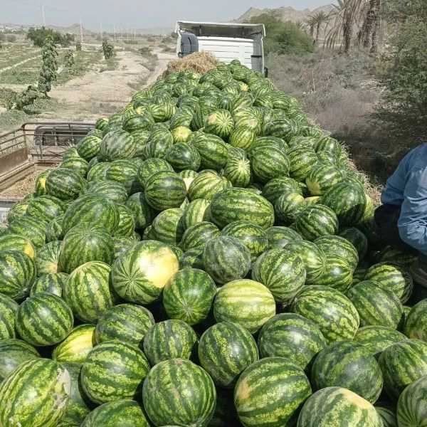 بازرگانی احد شاویسی
