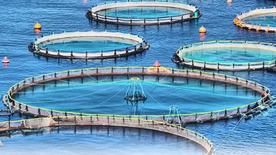 Necessary equipment for fish farming