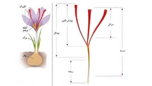 اجزای زعفران