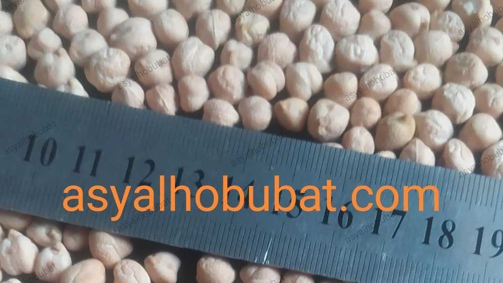 فروش عمده نخود ریز فلافلی + قیمت صادراتی