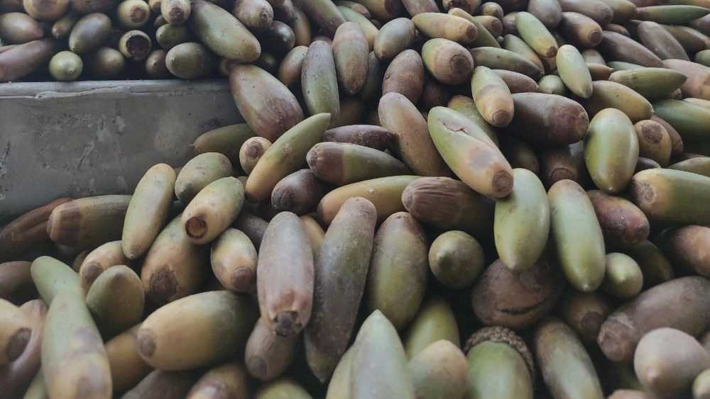 مجموعة آزاد أنديشان، بيع البلوط في لوردجان جهارمحال بختياري