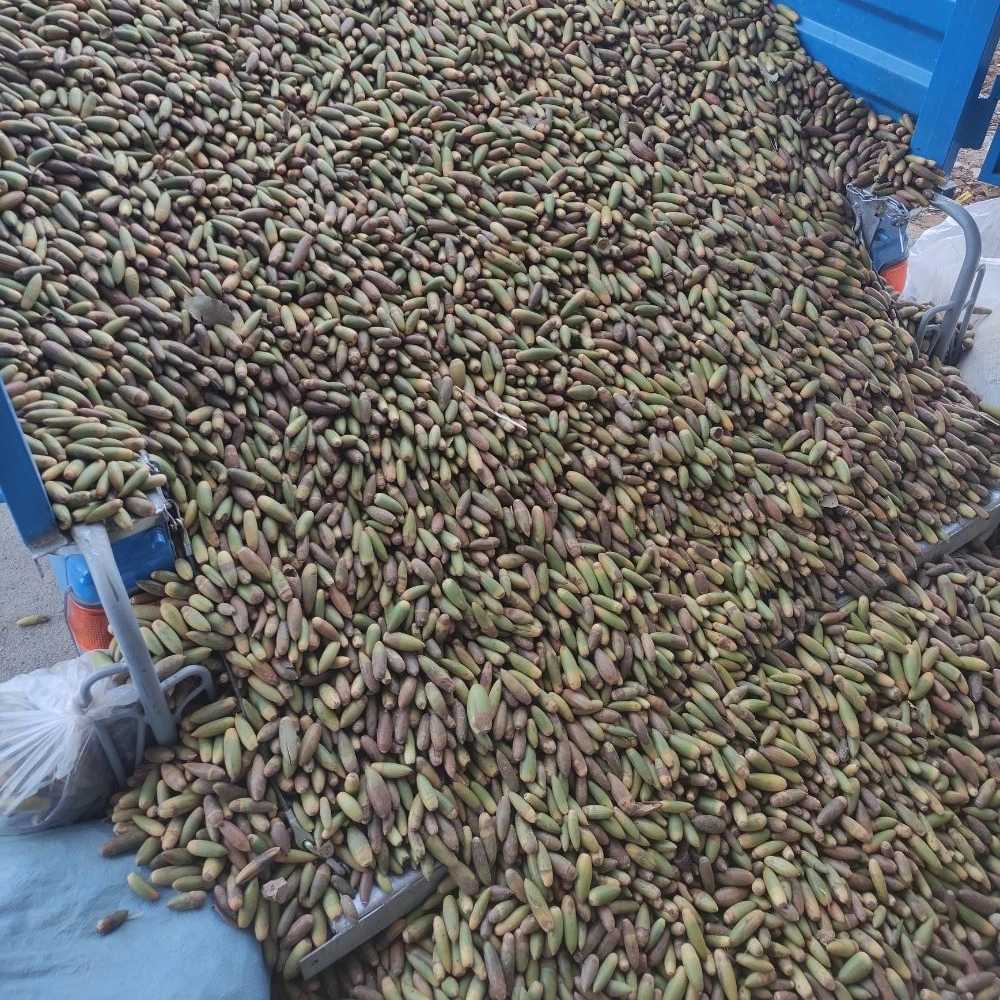 مجموعه آزاد اندیشان