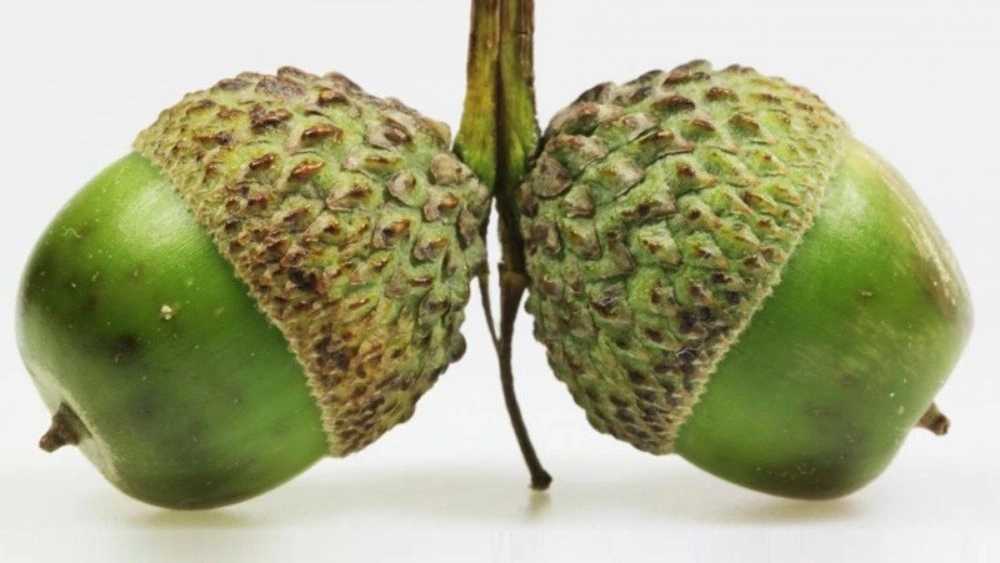 خواص بلوط برای درمان بیماری‌ها