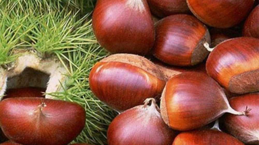 خواص بلوط برای درمان بیماری‌ها