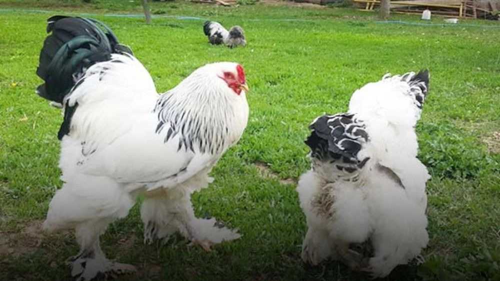 Milorum Ganji krema üreticisi Rasht'ta Milorum kuru formunu üretiyor ve tedarik ediyor