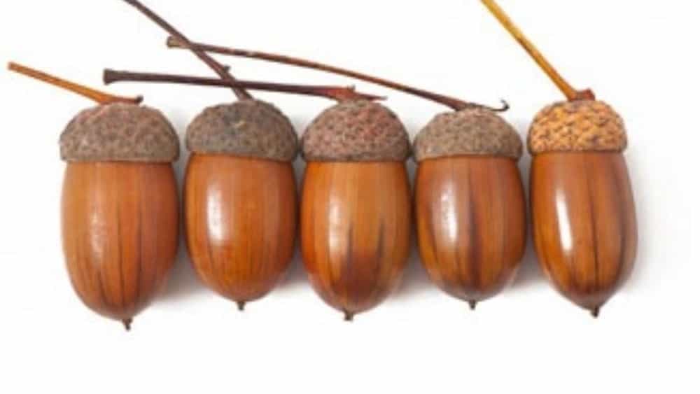 Selling oak fruit