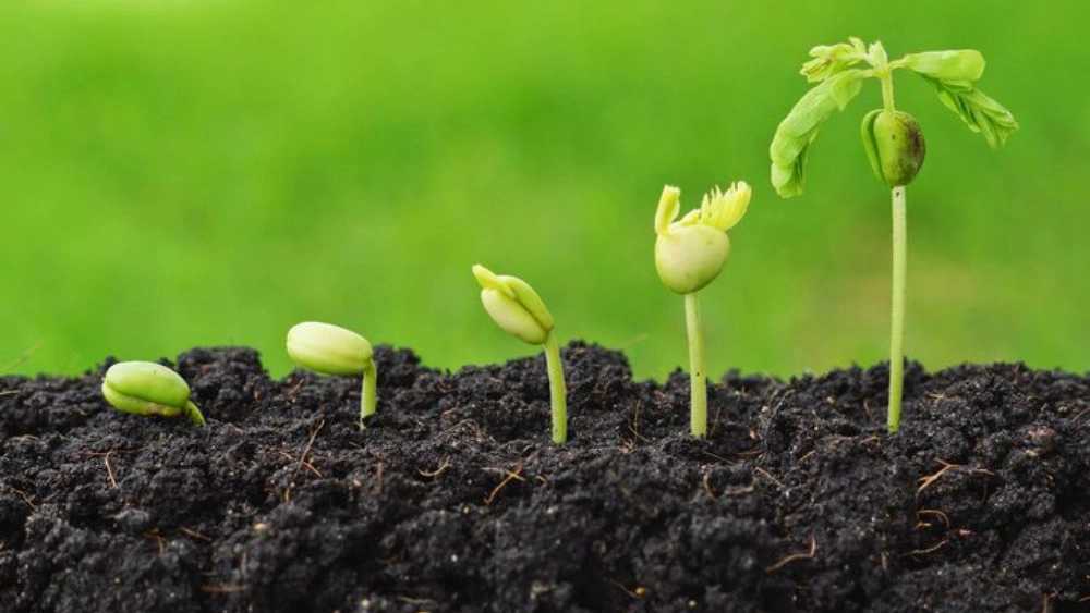 انواع کودهای بیولوژیکی