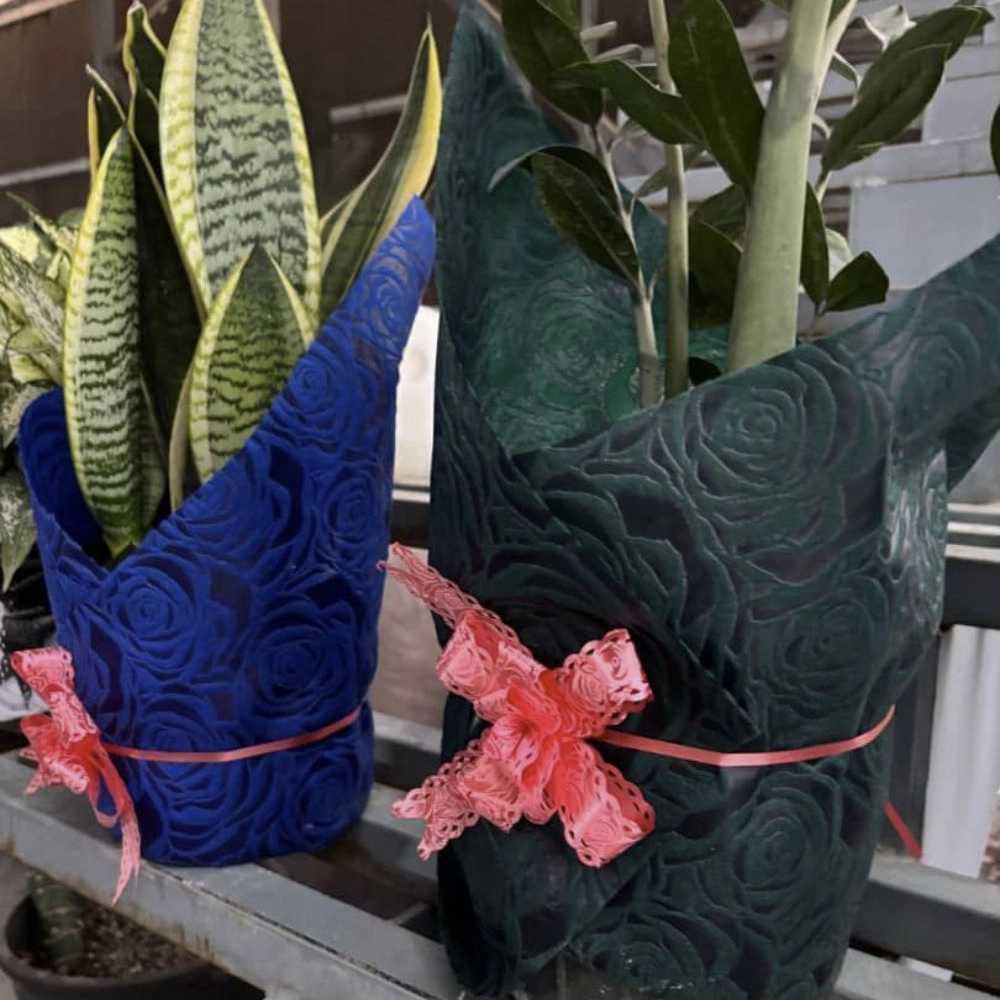 گلخانه سالی رز، عرضه مستقیم گل های زینتی به صورت عمده و تک در تهران