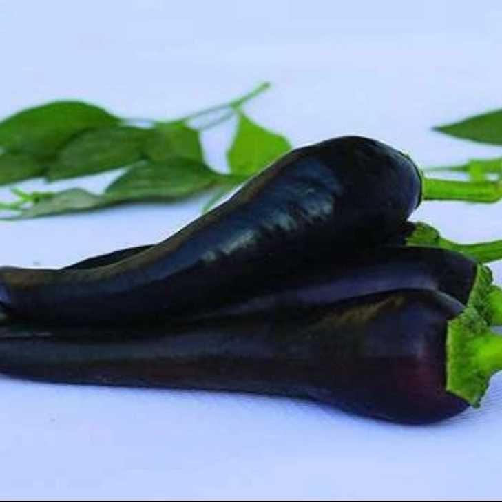 صادرات فلفل دلمه ای