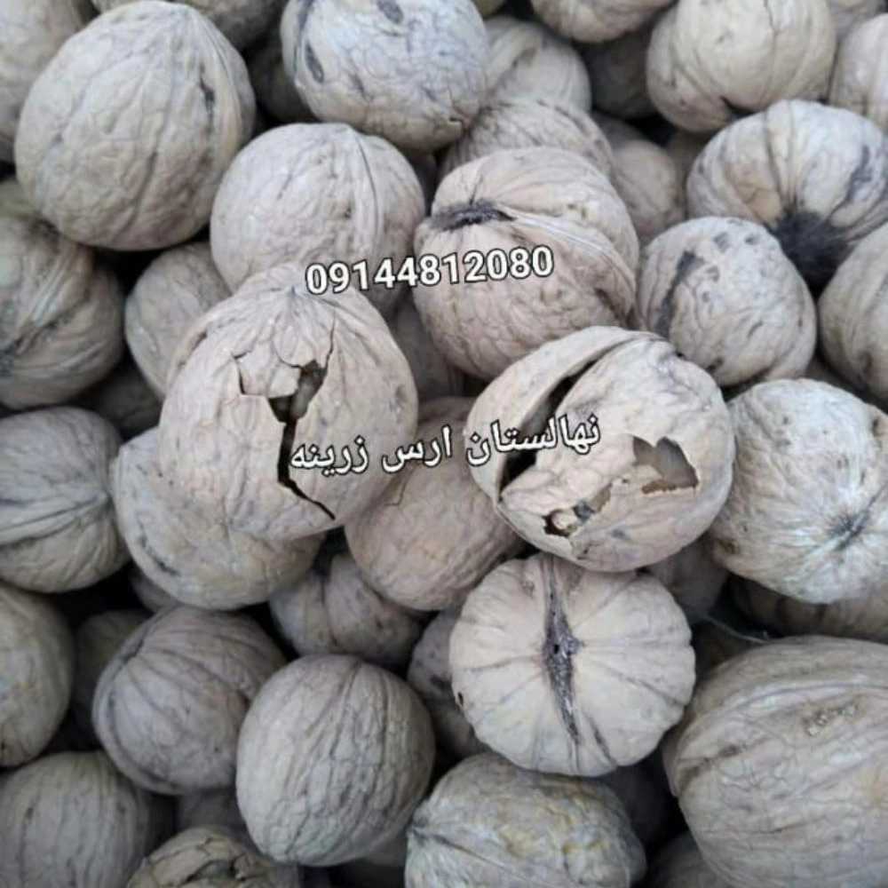 نهالستان ارس زرینه