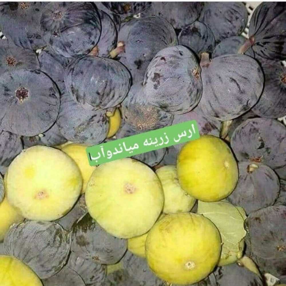فروش نهال میوه در میاندوآب