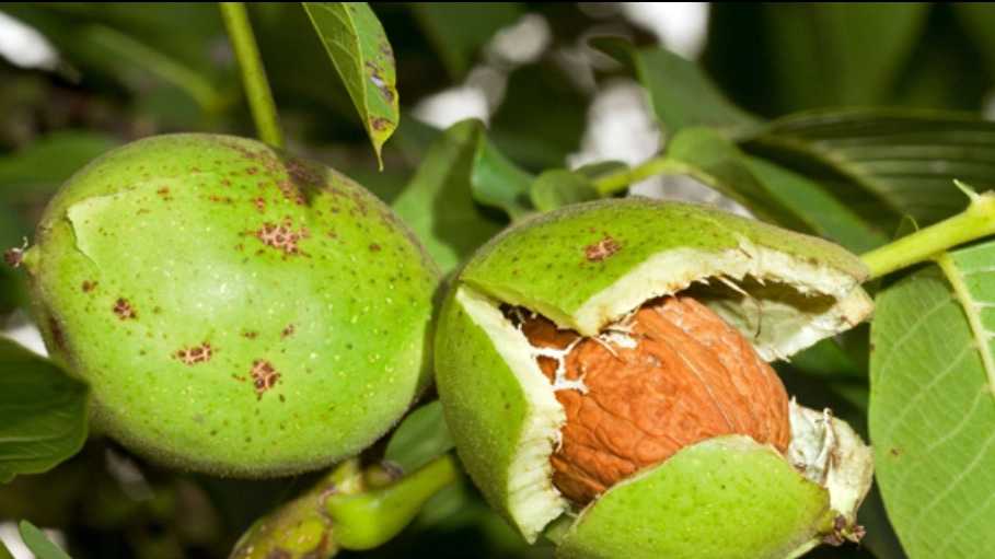 نهالستان ارس زرینه، فروش نهال گردو زردآلو هلو سیب در میاندوآب
