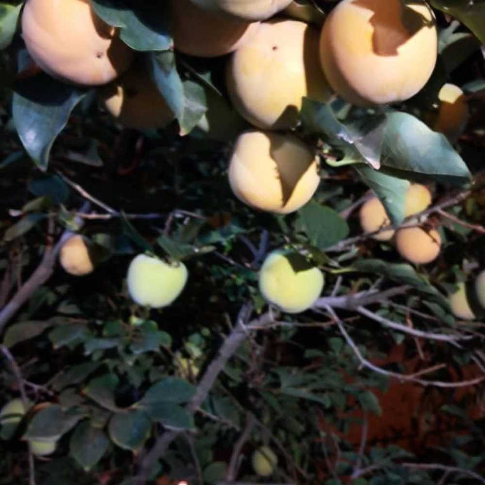 نهالستان ارس زرینه در میاندوآب