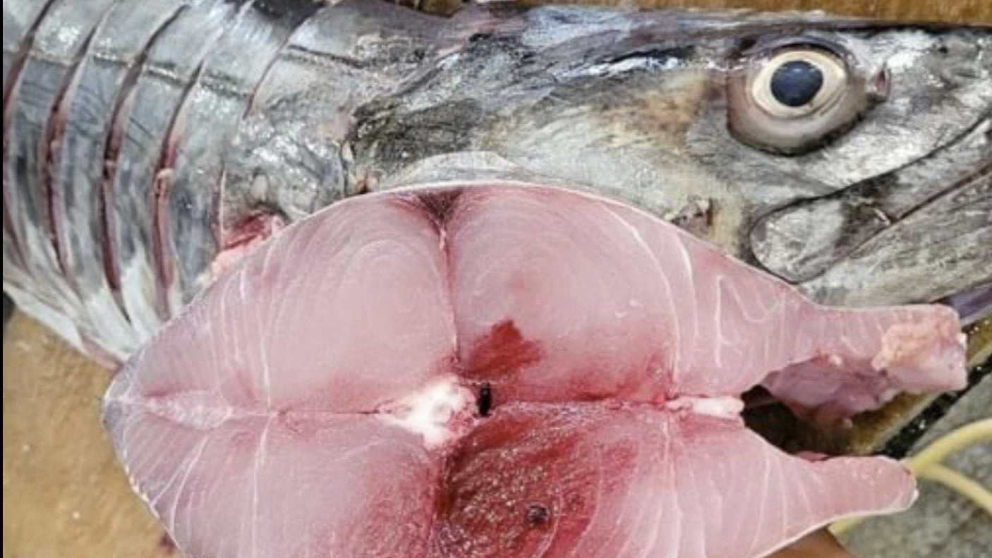 Güney balık mağazası, Bushehr'de karides ve ıstakoz deniz ürünleri satışı
