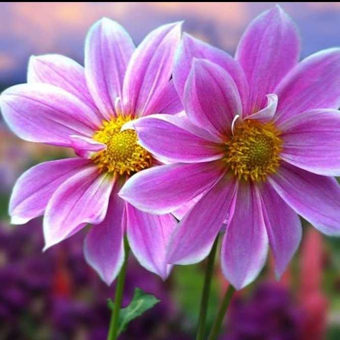 گل های طبیعی