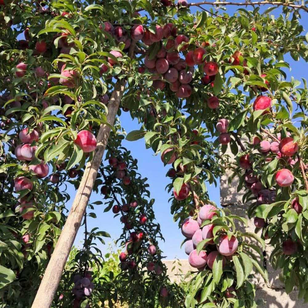 نهالستان ارس زرینه، فروش نهال گردو زردآلو هلو سیب در میاندوآب