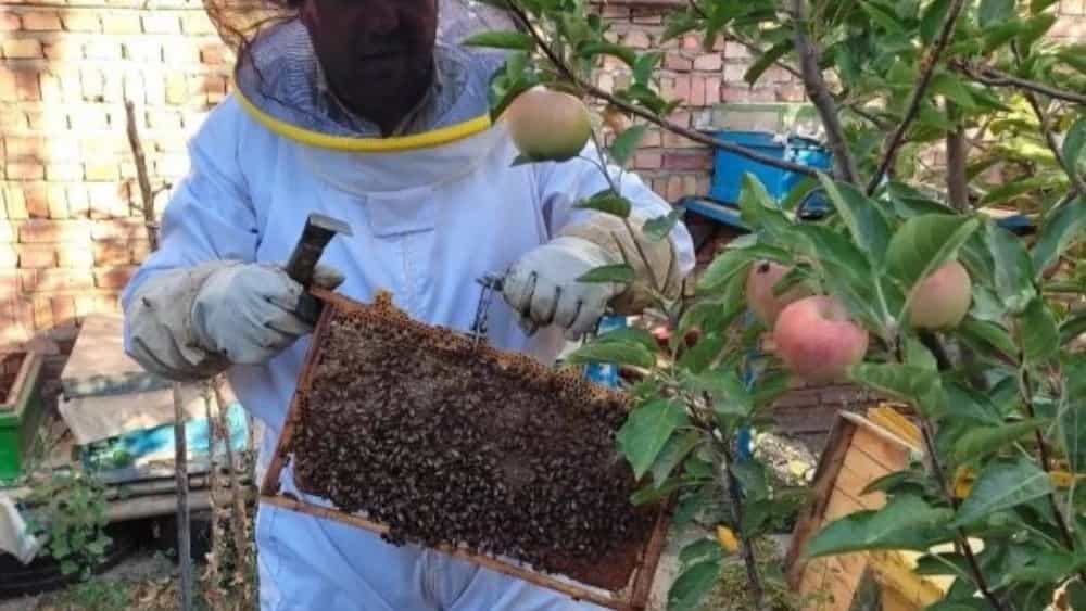 Shiringeh Merakieh honey, sale of natural honey in Tabriz