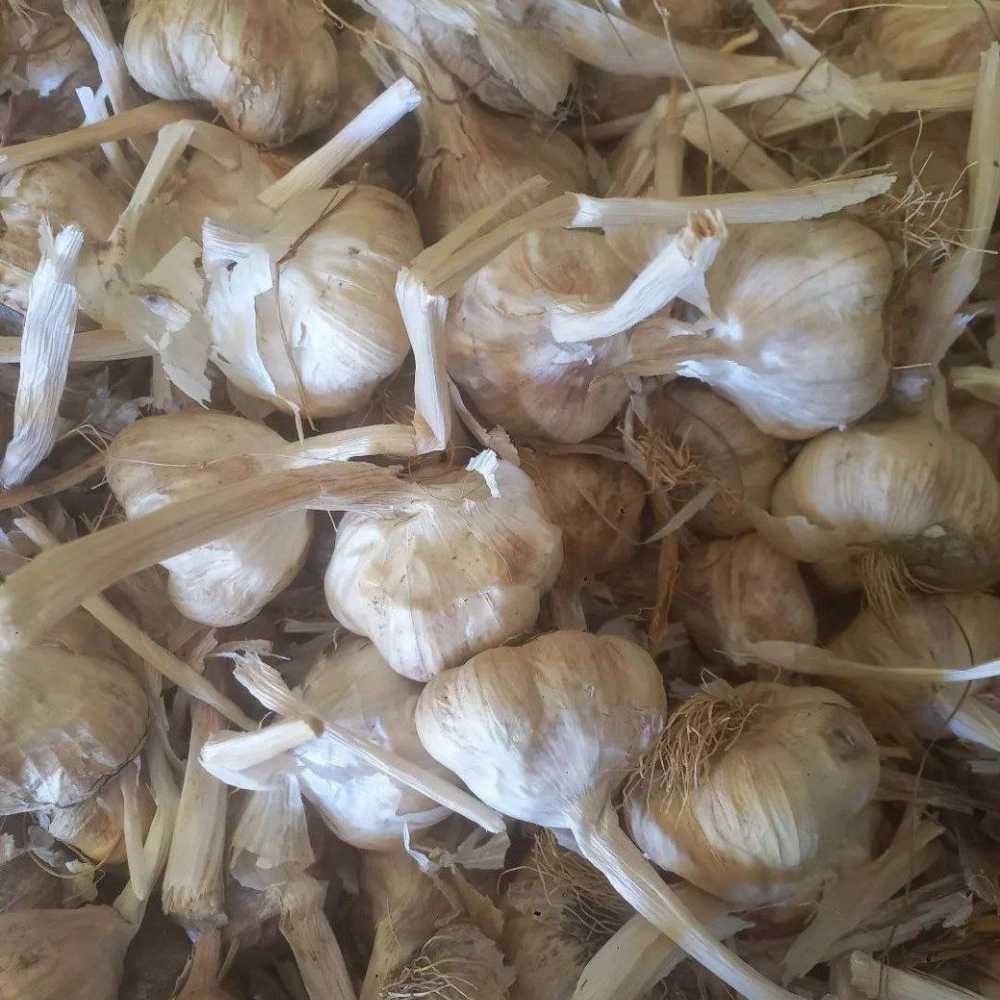 پرک سیر همدان