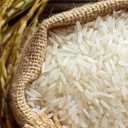 Sorting Alavi rice, selling Tarem Hashemi Iranian rice in Mahmoudabad, Mazandaran
