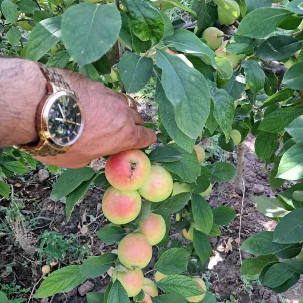 نهال سیب اصلاح شده و پیوندی نهالستان ارس زرینه