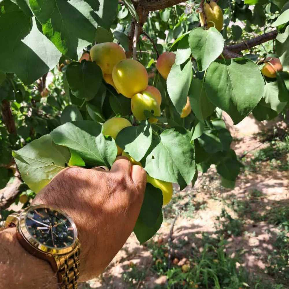 فروش انواع نهال زردآلو قیسی نهالستان ارس زرینه مهندس ابراهیمی