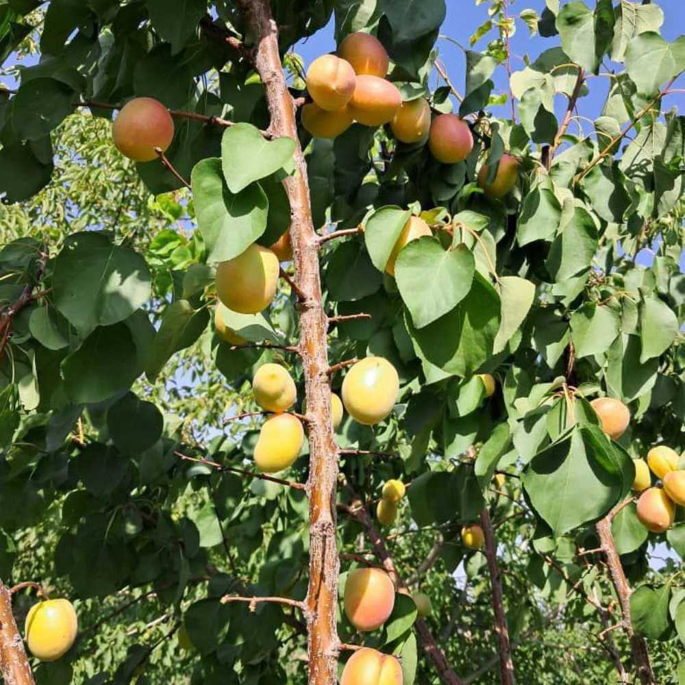 فروش انواع نهال زردآلو قیسی نهالستان ارس زرینه مهندس ابراهیمی