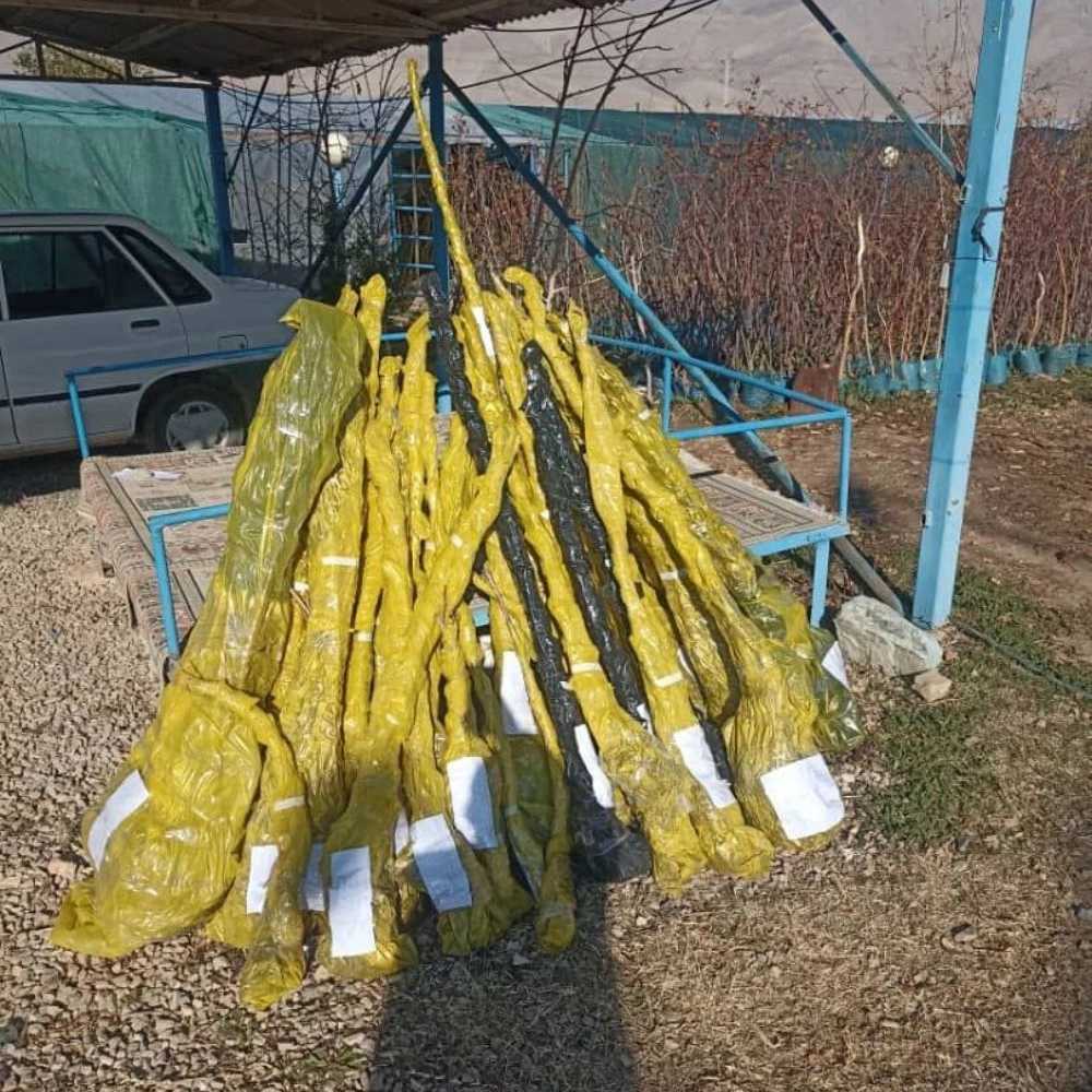 بسته بندی و ارسال
