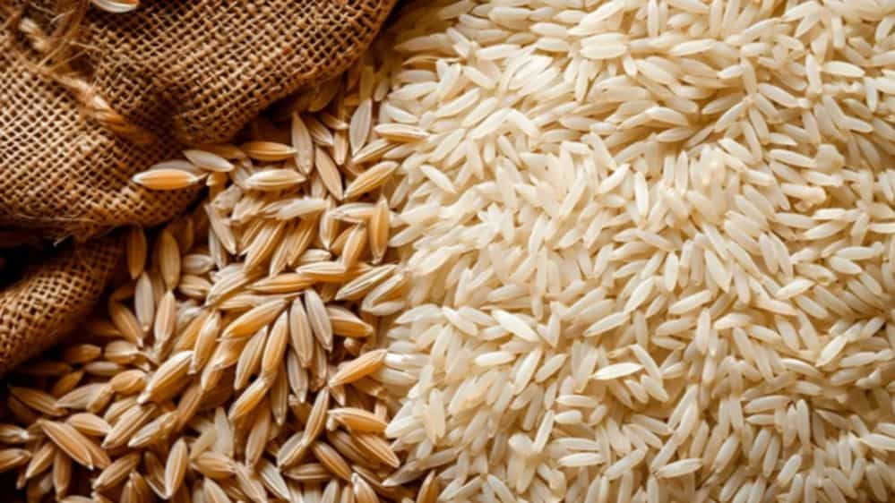 Black tail rice price