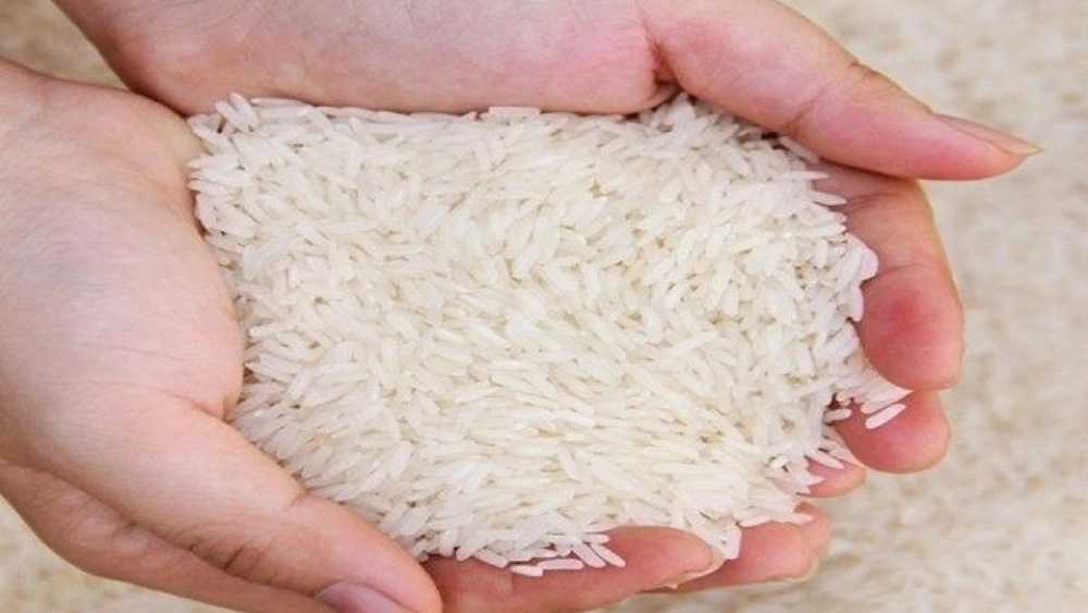 برنج هاشمی گیلان