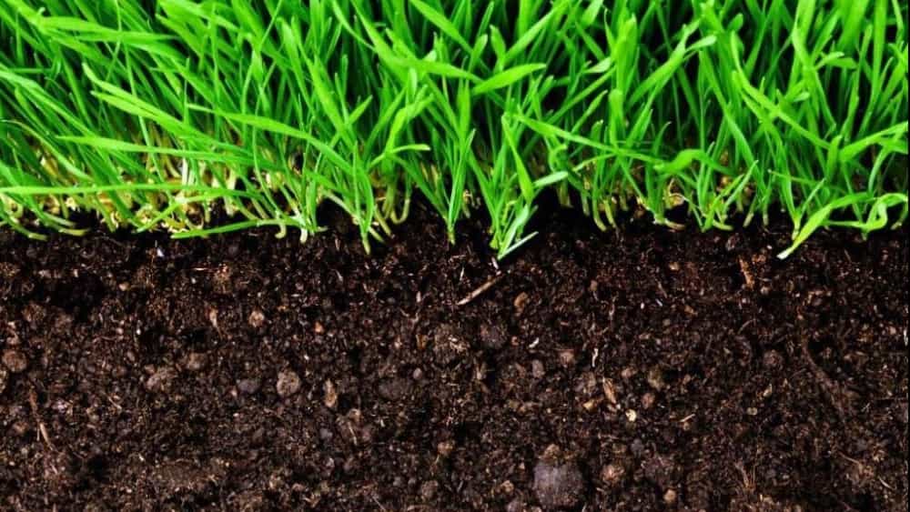 Spreading animal manure in Tehran