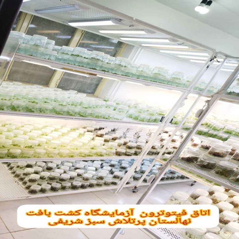 نهالستان پرتلاش سبز شریفی