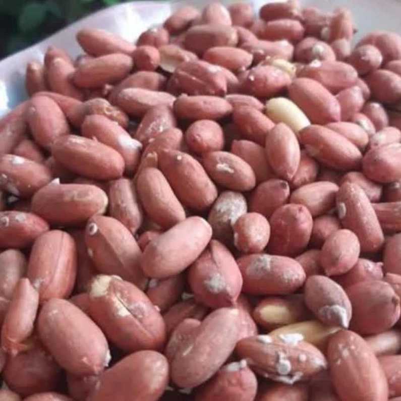 محوصلات خانگی در رودبار