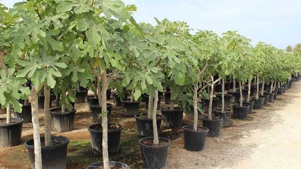 مشتل كيرامي الفاخر إنتاج وبيع الشتلات المثمرة وغير المثمرة في غرب أذربيجان نقداً