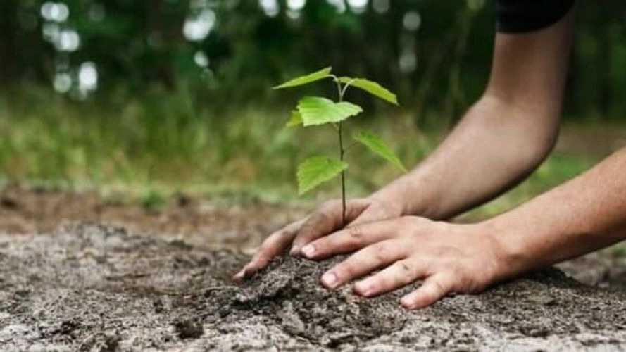 خرید انواع نهال در نقده آذربایجان غربی