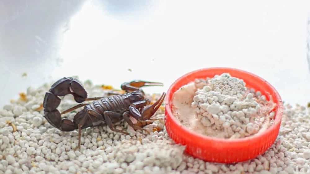 Erdebil'de orijinal akrep yağı üretimi