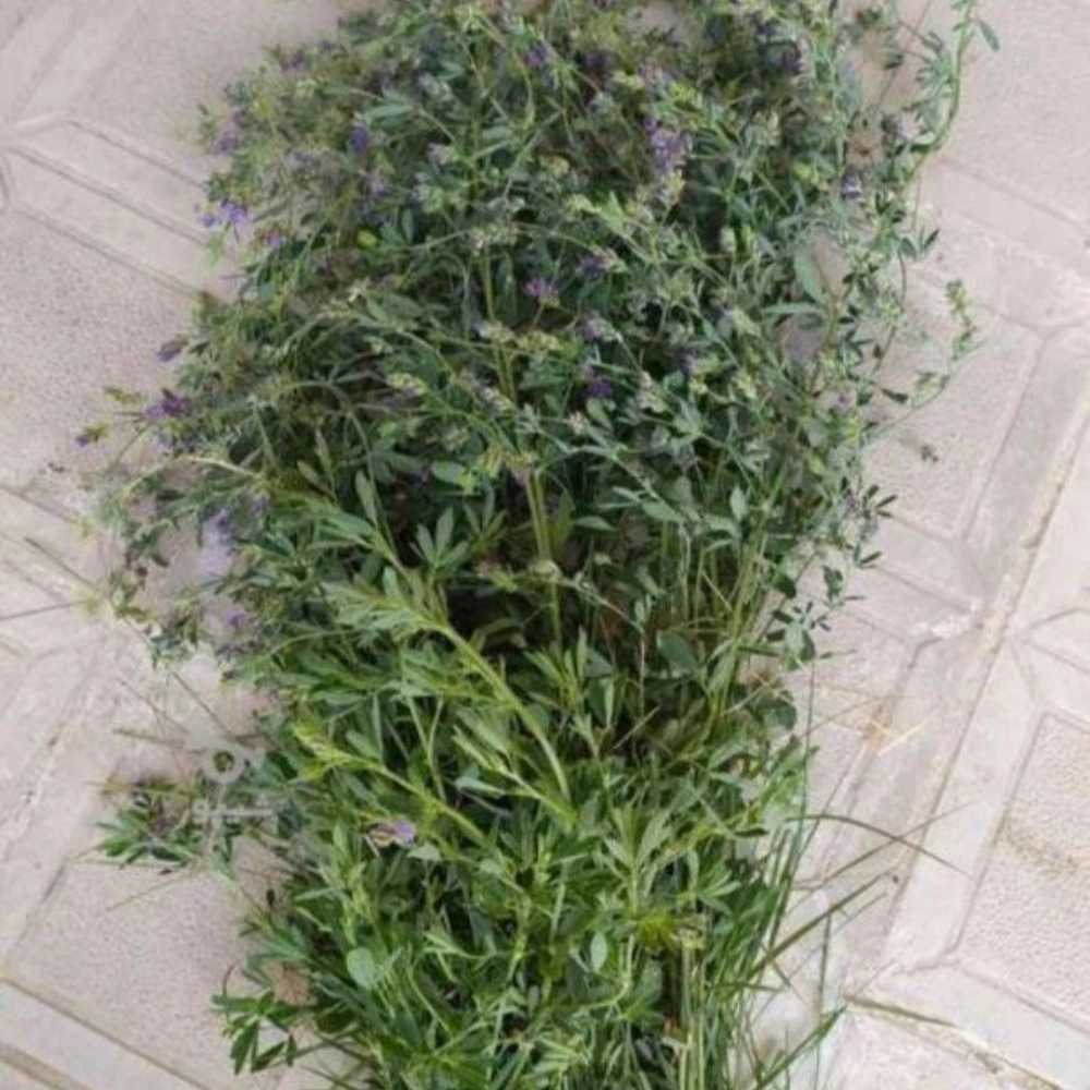 محصولات کشاورزی کریم پور