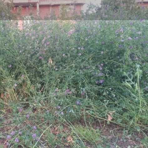 محصولات کشاورزی کریم پور