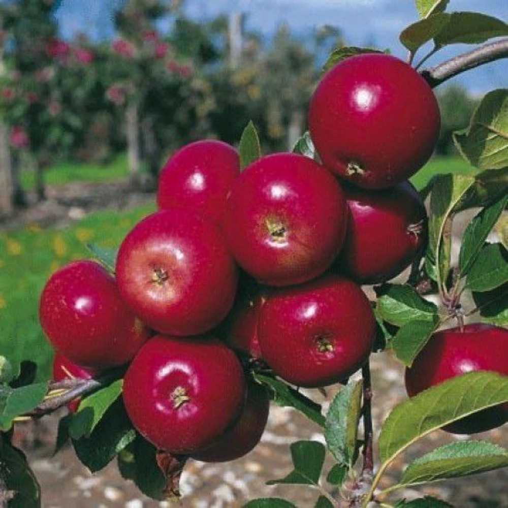 نهالستان آریانا زنجان