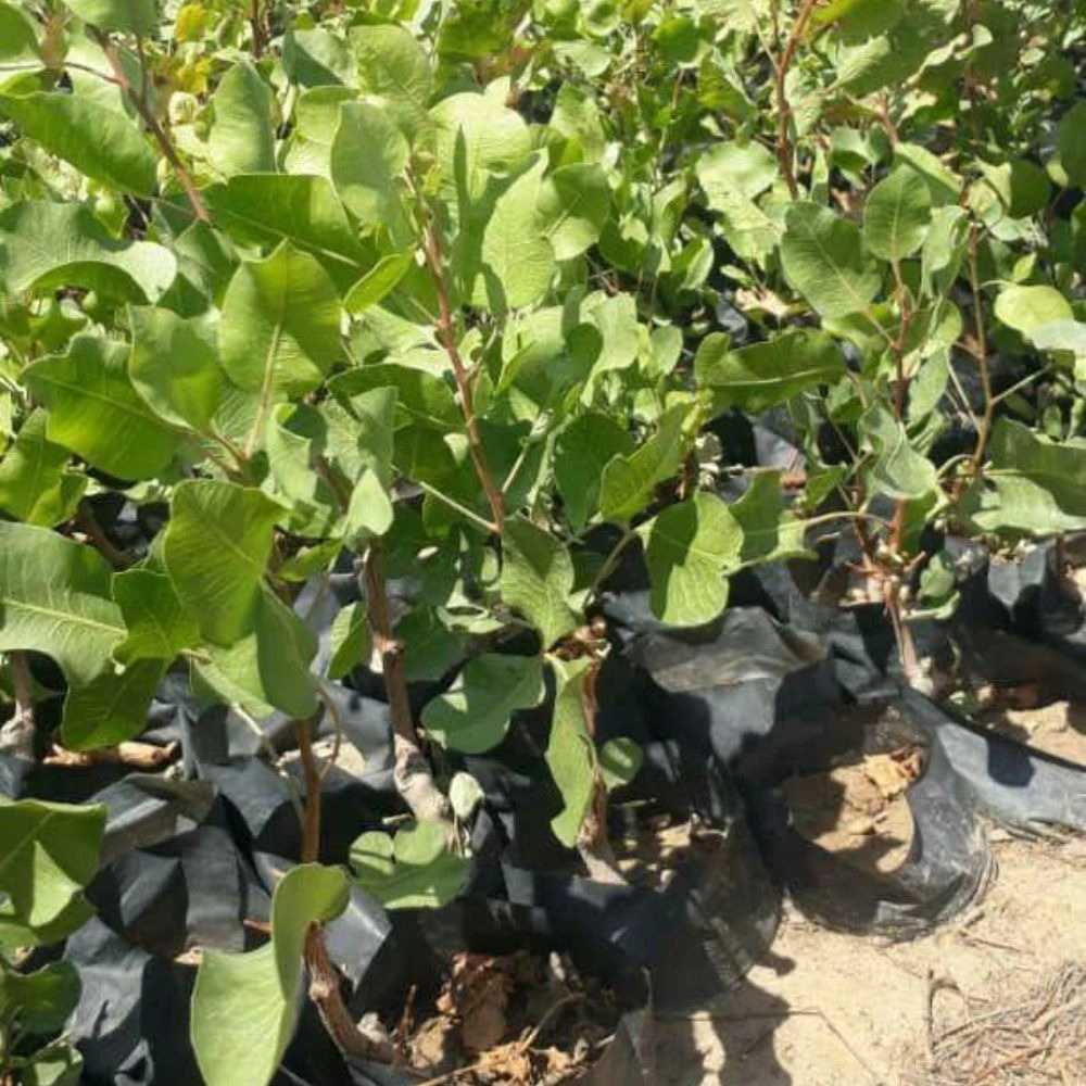 نهال پسته یکساله
